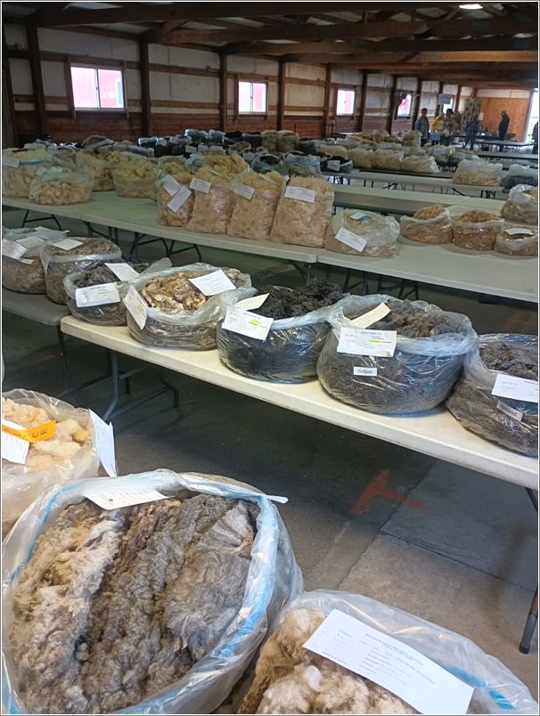  All fleeces entered at the Wisconsin Sheep and Wool Festival. Photo: Melissa Wubben.